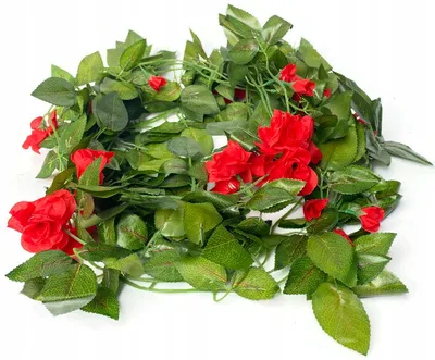 Изображение розы айви: выберите размер