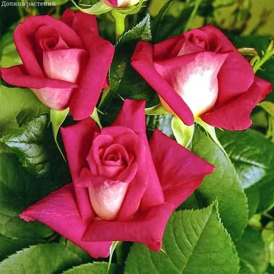 Красивые розы в формате jpg для скачивания
