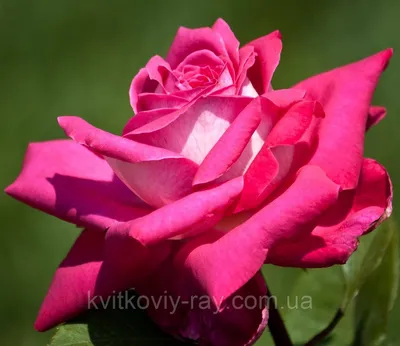 Уникальные фото роз акапелла в высоком качестве