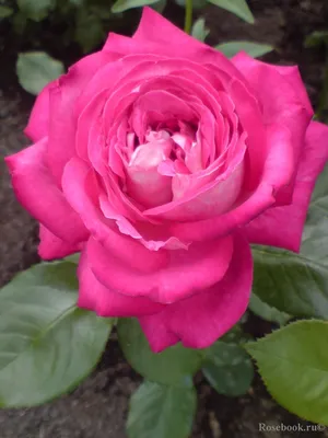 Фотки роз акапелла для ценителей красоты