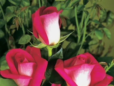 Эффектные картинки роз акапелла в различных форматах