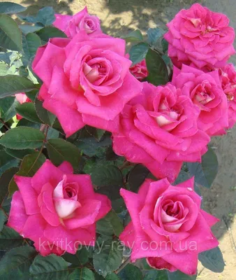 Очаровательные фотографии роз акапелла в формате jpg