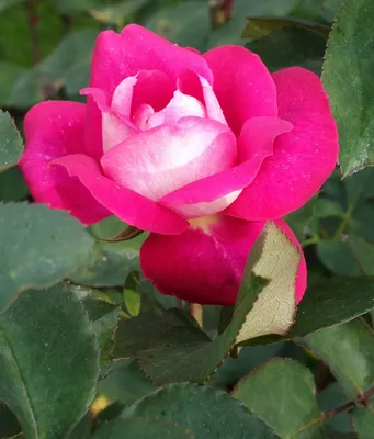 Изумительные фото роз акапелла в png