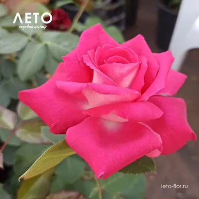 Красочные изображения роз акапелла для скачивания