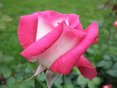 Фотки роз акапелла, которые заставят вас влюбиться