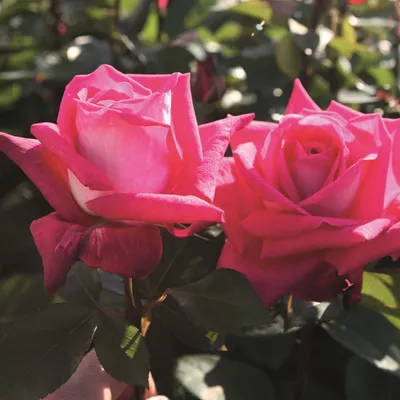 Уникальные картинки роз акапелла в формате webp