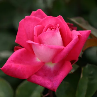 Фотографии роз акапелла на любой вкус и цвет