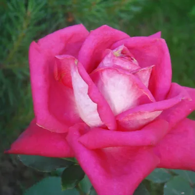 Фото роз акапелла, создающие волшебную атмосферу