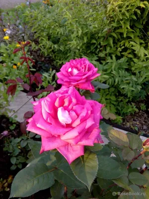 Фотографии роз акапелла в высоком разрешении и ярких цветах