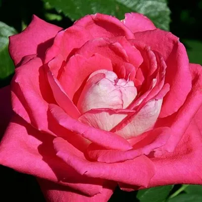 Удивительные фото роз акапелла в формате jpg