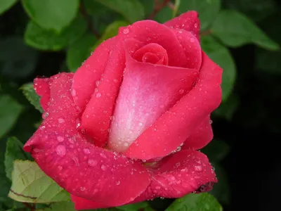 Улётные фотографии роз акапелла, доступные для всех
