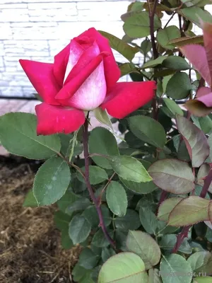 Фото роз акапелла, вызывающие восхищение и восторг