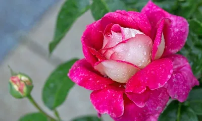 Интересные изображения роз акапелла в высоком качестве