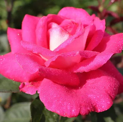 Великолепные фото роз акапелла в формате jpg