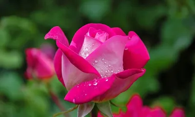 Прекрасные картинки роз акапелла в png