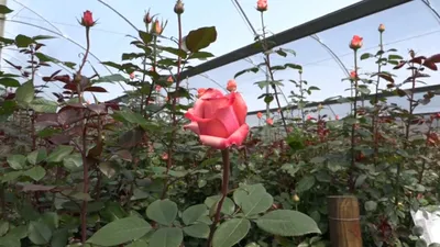 Роза акоста: красивая фотография для вашего выбора