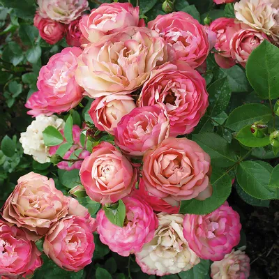 Фото розы акрополис в формате JPG