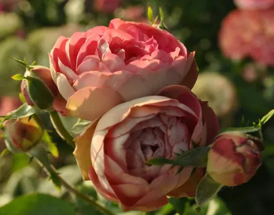 Фото розы акрополис для цветочных энтузиастов