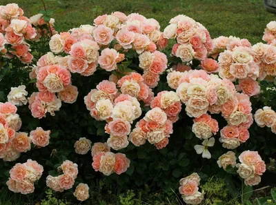 Превосходное изображение розы акрополис в формате JPG
