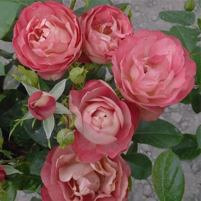 Скачайте красивую фотографию розы акрополис в формате PNG