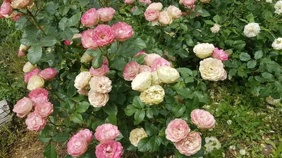 Роза акрополис - доступная фотка для загрузки
