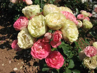 Великолепная фотография розы акрополис