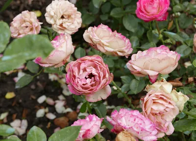 Замечательная картинка розы акрополис в формате WEBP