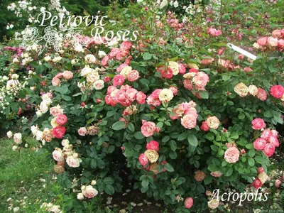 Максимально качественная фотография розы акрополис