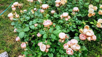 Фото розы акрополис, созданное для эстетического наслаждения