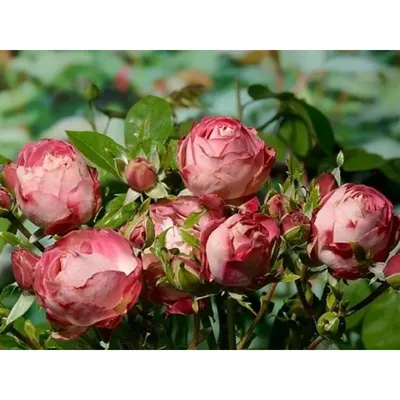 Фотка розы акрополис в множестве размеров