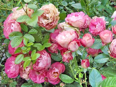 Прекрасная картинка розы акрополис доступна для скачивания