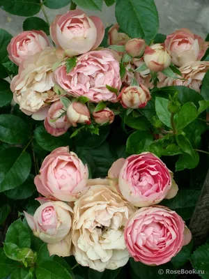 Впечатляющая фотография розы акрополис в формате PNG