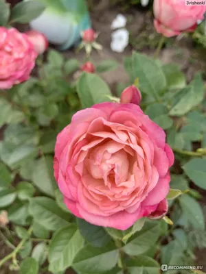 Загрузите потрясающее изображение розы акрополис в формате WEBP