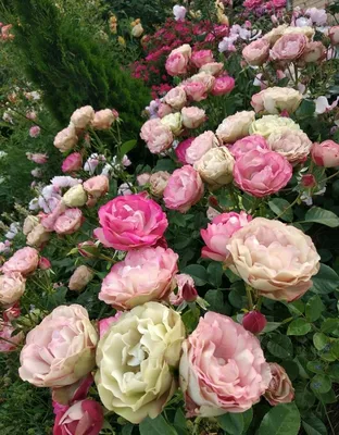 Фотка розы акрополис - замечательный выбор