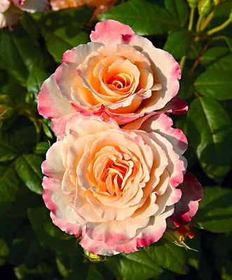 Роза акварель - оригинальное фото