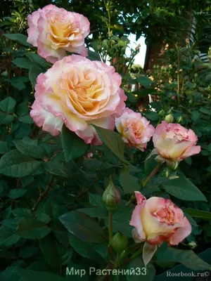 Фото розы акварель в высоком разрешении