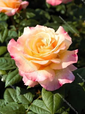 Фото розы акварель в формате webp