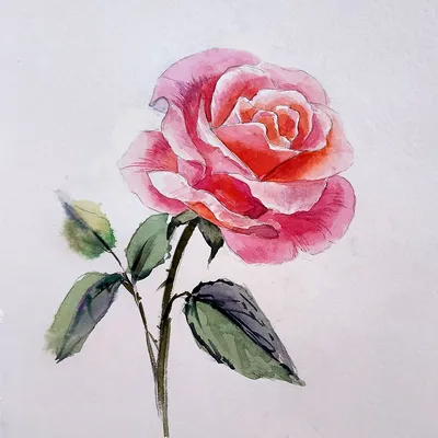 Изображение розы акварель с эффектом размытия