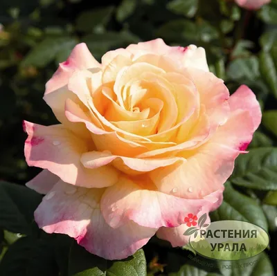 Фотка розы акварель для использования в рекламе