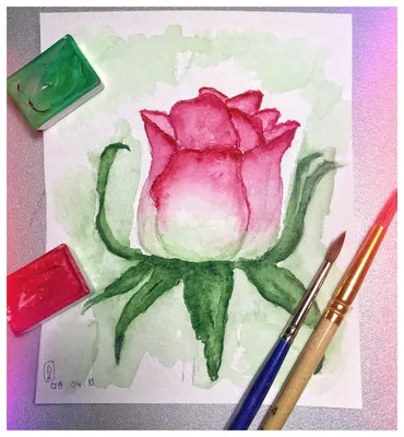 Фотография розы акварель с прекрасной игрой цветов