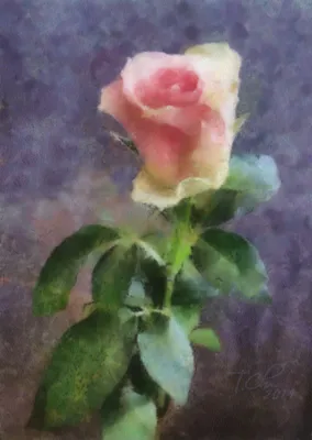 Роза акварель - идеальное фото для фотоколлажа