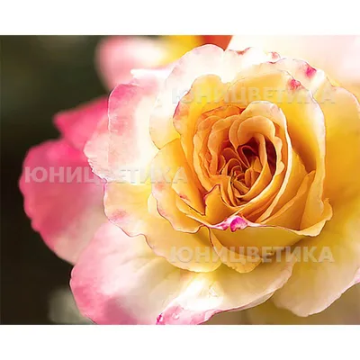 Изображение розы акварель с мягкими переходами цветов