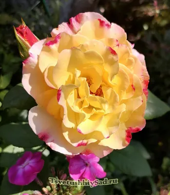 Роза акварель - крупный план на лепестки