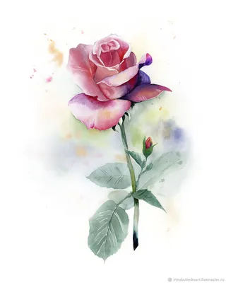 Картинка розы акварель с двойной экспозицией