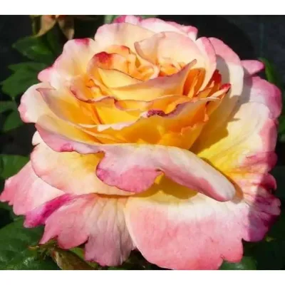 Фотография розы акварель с использованием фильтров