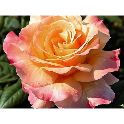 Изображение розы акварель в пастельных оттенках