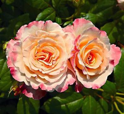 Фото розы акварель с использованием градиентного фильтра