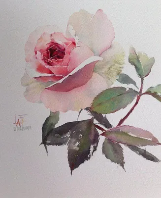 Изображение розы акварель на абстрактном фоне