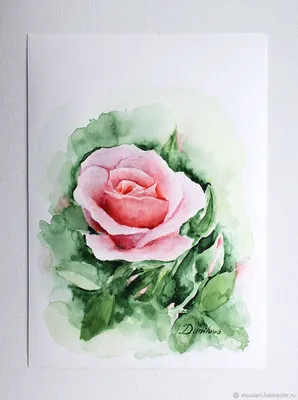 Картинка розы акварель для использования в приложении для рисования
