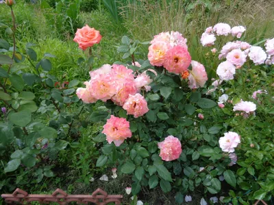 Фотография розы акварель с мистической атмосферой